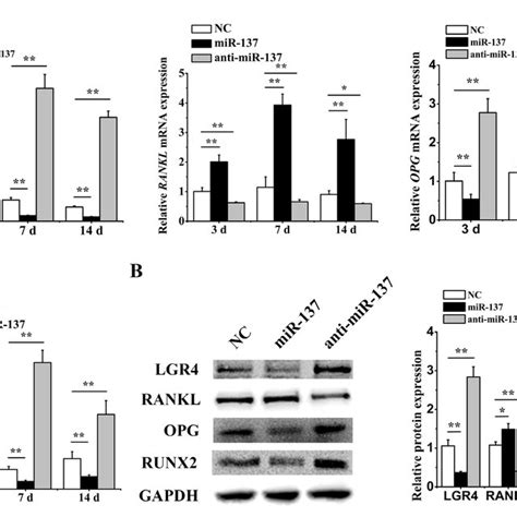 MiR 137 Downregulated LGR4 While Upregulating RANKL During Osteogenic