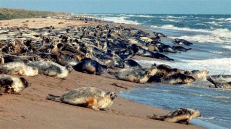 Encuentran 2 500 Focas Muertas En Playas Del Mar Caspio ENNewsSV