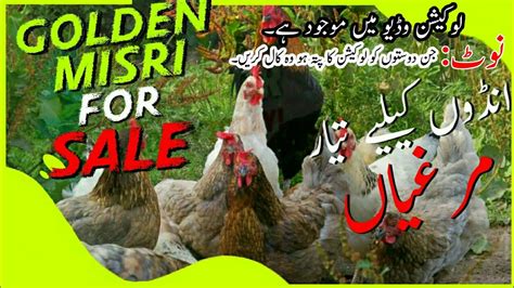 Golden Misri Available Desi Murgi Available Golden Misri Hen