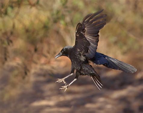 American Crow | San Diego Bird Spot