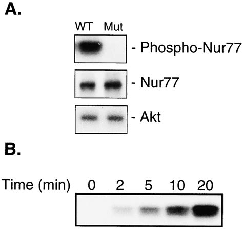 Akt Phosphorylates And Regulates The Orphan Nuclear Receptor Nur Pnas