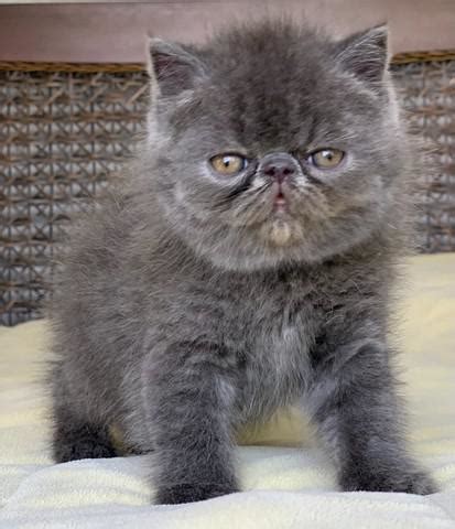 Gato Persa Macho Blue ANIMAIS Julho Clasf