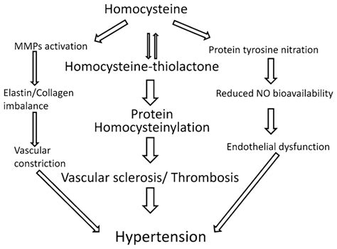 Schematic Of Homocysteine Induced Mmp Activation Protein