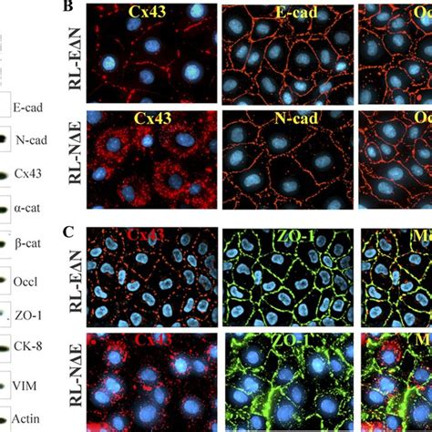 Localization And Expression Of Cx43 Adherens And Tight Junction