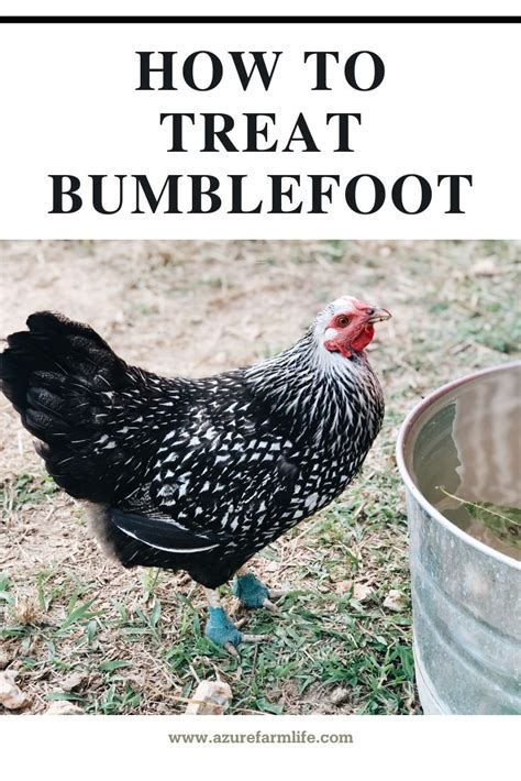 A Black And White Chicken Standing Next To A Bucket With Text Overlay