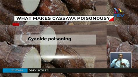 What Makes Cassava Poisonous Youtube