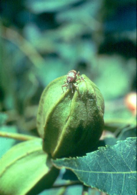 Northern Pecans: Time for weevil control