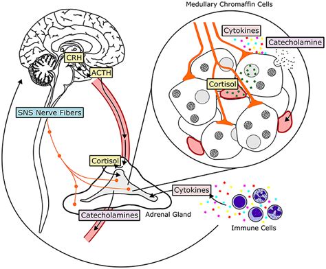 Frontiers Inflammatory Signaling In Hypertension Regulation Of