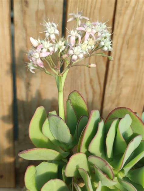 Crassula Arborescens Ssp Undulatifolia Blue Bird