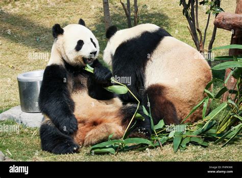 Two Pandas Eating Bamboo Stock Photo Alamy