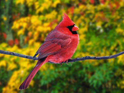 Cardinal Bird Wallpapers Wallpaper Cave