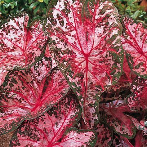 Carolyn Whorton Caladium Shade Perennial K Van Bourgondien