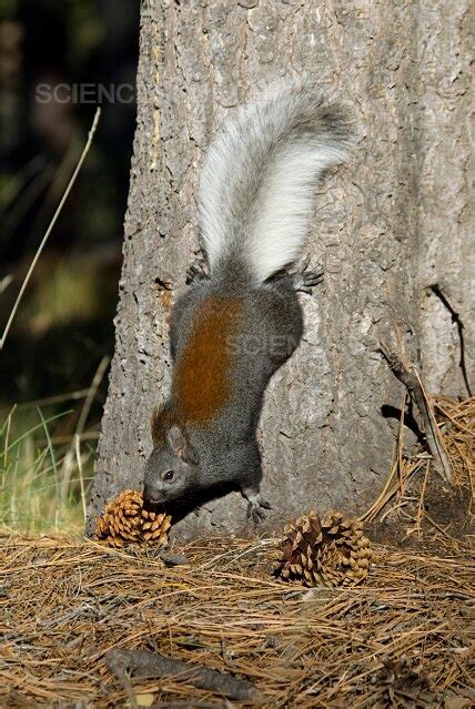 Photograph | Kaibab Squirrel | Science Source Images