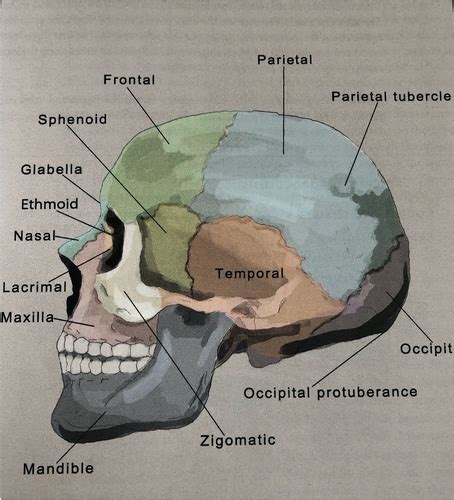 Scalp Acupuncture Flashcards Quizlet