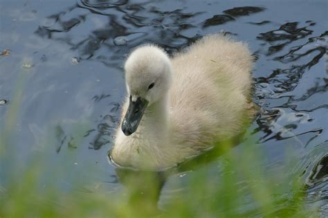 Mute Swan Cygnus Anatidae Free Photo On Pixabay Pixabay