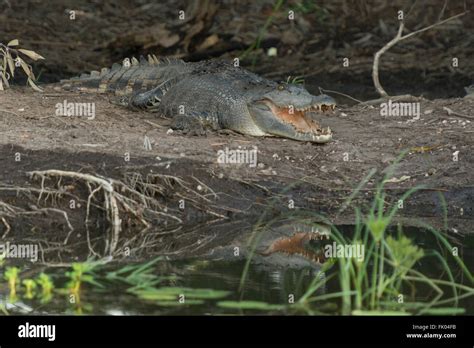 Yellow Water Wetlands Saltwater Crocodile Crocodylus Porosus Also