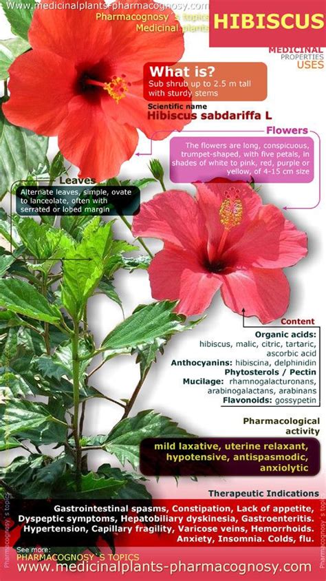 Hibiscus Health Benefits Infographic Artofit