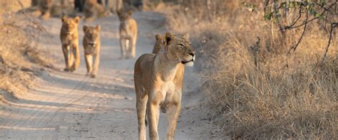 12 Jours En Afrique Du Sud Voyage Sur Mesure Agence Meltour