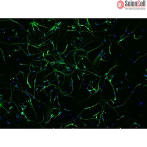 Sciencell Human Primary Neurons Cells Team Medical Scientific Sdn Bhd