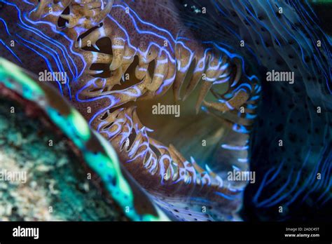 Close Up Of The Open Incurrent Siphon Of A Giant Clam Tridacna Sp