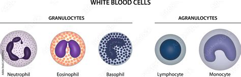 White Blood Cells Wbcs Or Leukocytes Granulocytes Neutrophil