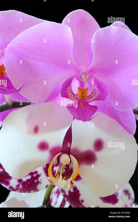 The Beautiful Purple And White Orchid On Black Background Stock Photo