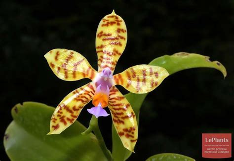 Фаленопсис полосатый (Phalaenopsis fasciata) — описание, выращивание ...
