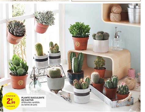 Promo Plante Succulente Ou Cactus Chez Intermarch Hyper Icatalogue Fr