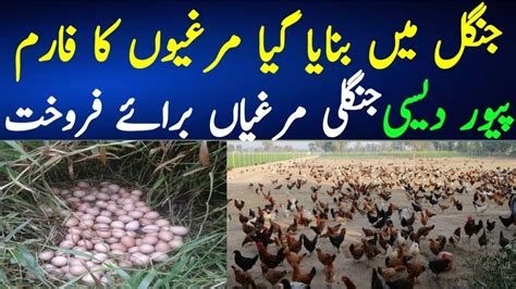 Golden Misri Hen Farming In Pakistan Free Range Chicken Farming