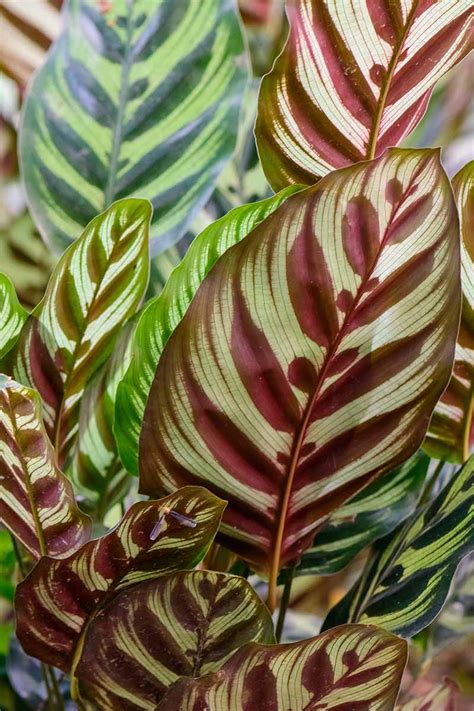 How To Grow And Care For Calathea Peacock Plants Gardeners Path