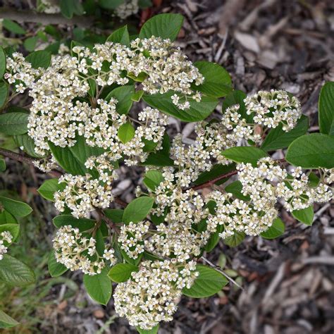 Cotoneaster Lacteus Cotoneaster Laiteux Persistant Fruits Rouges