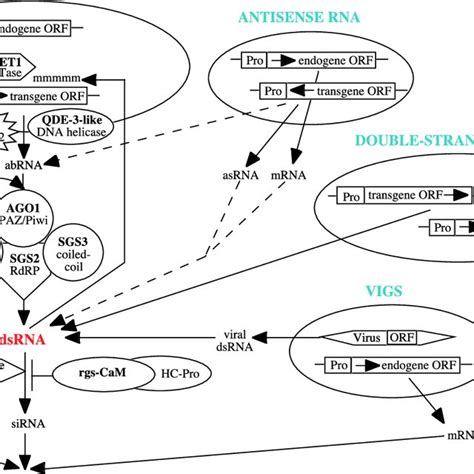 A branched model for RNA silencing in plants. RNA silencing of an ... 