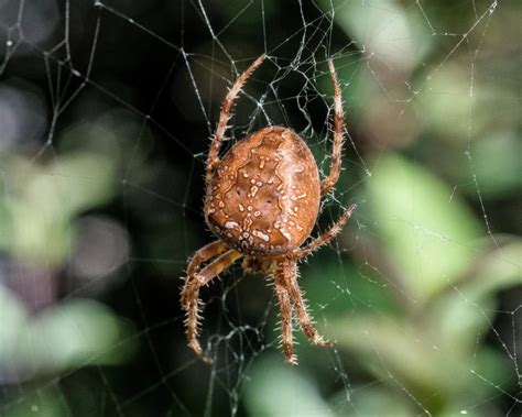 araneus diadematus facts diet habitat pictures  animaliabio