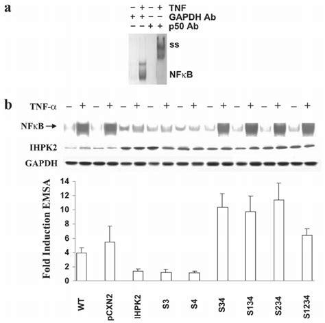 Effect of IHPK2 mutation upon NF κ B DNA binding activity Download