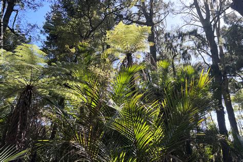 New Zealand Native Bush 1 Knowledge Base
