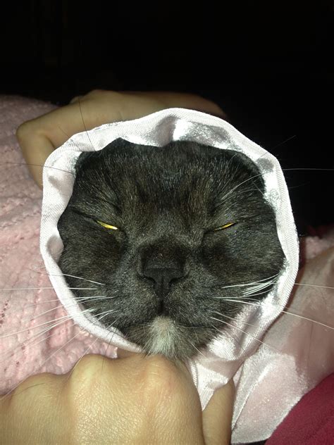 Izzy Wearing A Babushka Cats Babushka Animals