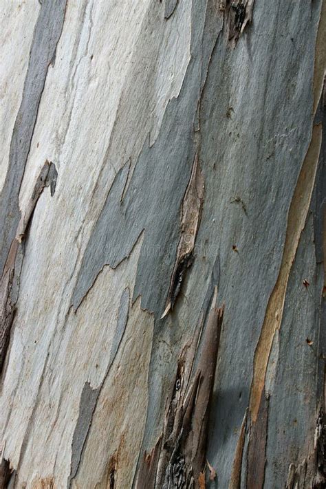 Bl Silvergr Och Gula Remsor I Eucalyptus Bark Arkivfoto Bild Av