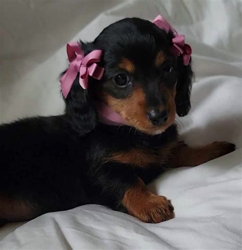 Miniature Dachshund Puppies For Sale Ashland Mo 601067