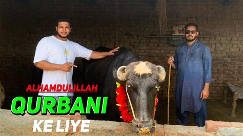 Eid Ke Liya Qurbani Ke Janwar La Aya Qurbani Ke Janwar