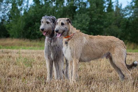 The Top 4 Irish Wolfhound Breeders In The U.S.