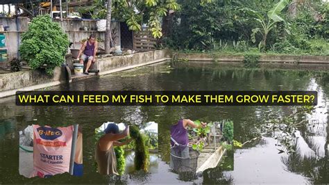 How To Feed Tilapia Fingerlings To Make Them Grow Faster Tilapia