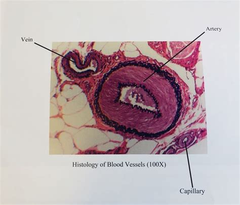 Chapter 20 1 General Anatomy Of The Blood Vessels LAB Flashcards