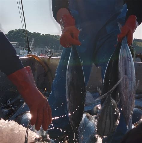 小名浜港に今シーズン初のカツオの水揚げがありました！ いわき常磐もの｜公式サイト