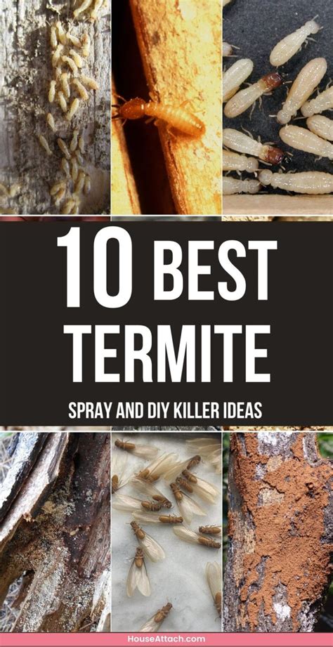 10 Diy Termite Killer Spray Ideas That Works