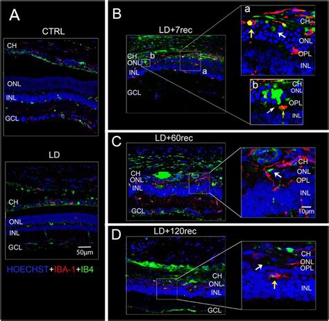 Isolectin B Staining And Anti Iba Immunostaining A D Confocal