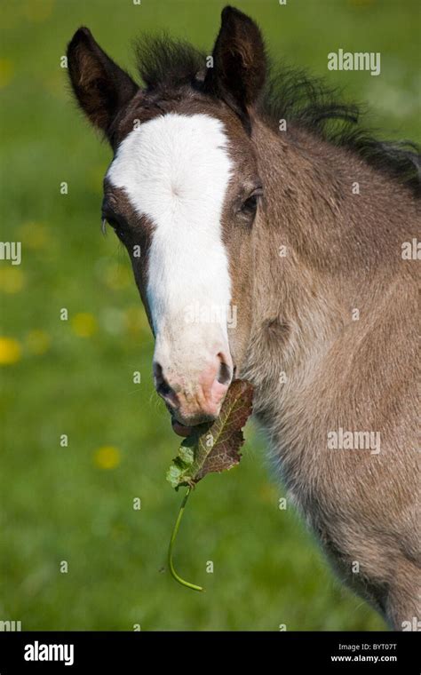 Welsh Cob Hi Res Stock Photography And Images Alamy