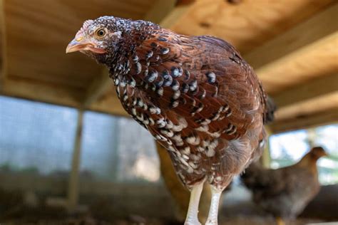 Speckled Sussex Chicken Breed Profile Pictures And Facts