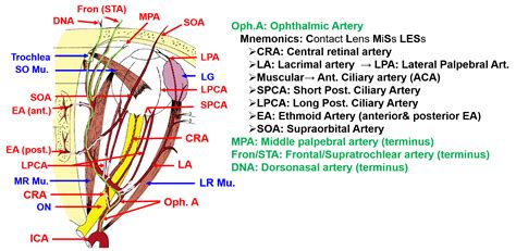 Ophthalmic Artery Branches Mnemonic