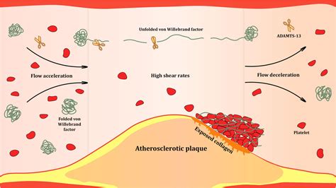 Frontiers Von Willebrand Factor In Diagnostics And Treatment Of