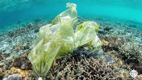 plastic pollution Facts | Britannica